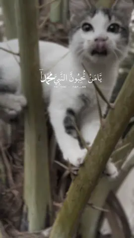 #موكاا 🫠🫶🏻