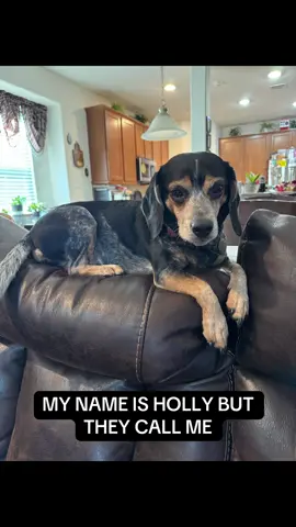 Mrs. Holly Jolly Farley the stinkiest beagle of the year #notmyname #dog #dogs #beagle #fyp 