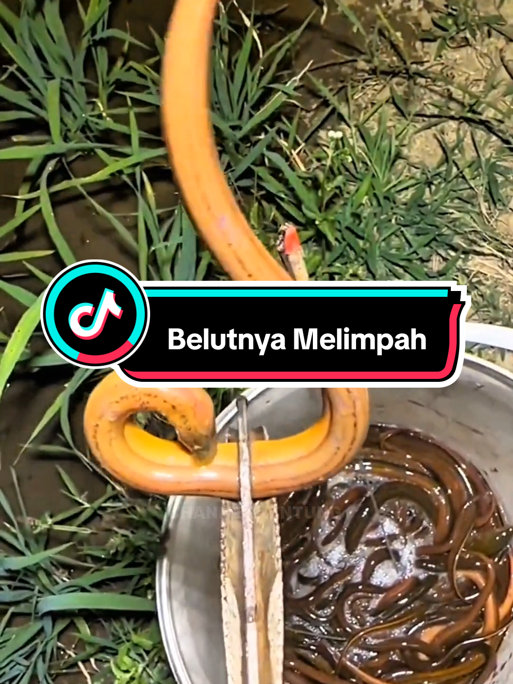 Cari Belut Di Sawah Dapat Banyak Pakai Gunting Capit Serba guna ini 😱 #belutbabon #belut #belutmonster #mancingbelut #mancingbelutsawah 