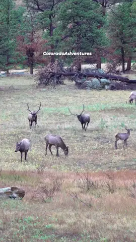 Good morning and Happy Friday! I hope you all enjoy this clip, thanks for watching.  #coloradoadventures #Colorado #elkbugle #bullelk #elkrut 