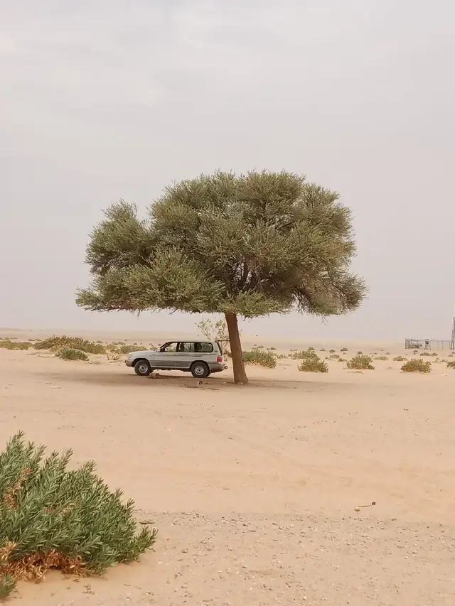 #المجمعة #زمن_الفن_الجميل #البر 