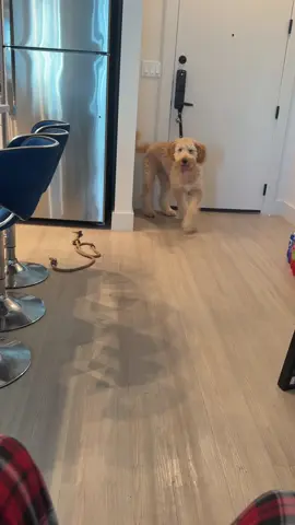 My boy Bruno just be as happy as can be when it's time to go outside 😂 why he running into the door so hard #bruno #goldendoodle #dogsoftiktok #dogdad #fyp 