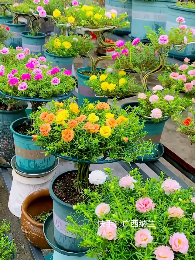 Portulaca: The Power of Daily Fertilizer for Lush Flowers
