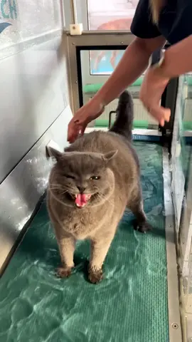 Was Simba über das Unterwasserlaufband-Training denkt 😂 #katzen #katze #katzenliebe #katzenmama 