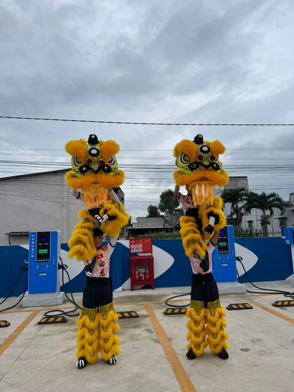 #bạchlongđường #xh #lansurong #lân_sư_rồng_niềm_đam_mê_bất_tận 