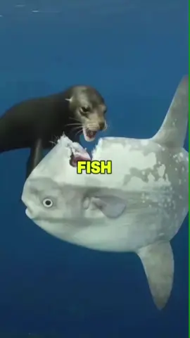 The shocking mystery of the moonfish cut in half! 🐟😱 #OceanMystery #WeirdFacts #TikTokScience #DeepSeaSecrets #viralstory 