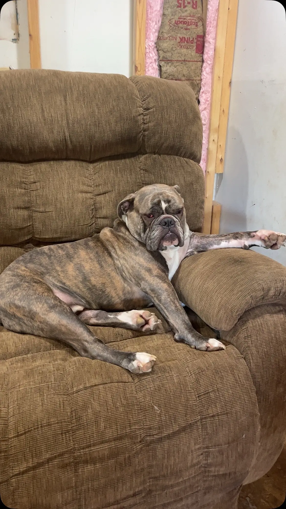 #dogsoftiktok 