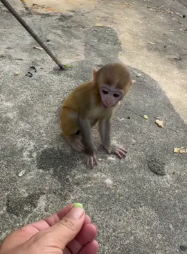 No joking #monkey #animals #foryou #fyp 