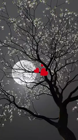 #CapCut #foryou #tiktok😍😍😍😍😍😍 