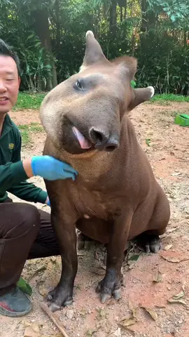 Que tipo de animal é esse?#popupking #fyp #animal