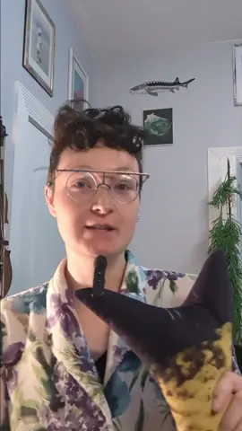 Did you know that we use a bone in fish, which grows just like tree rings, to correctly age them? Here's a fantastic story about a scientist who used otolith bones to discover that the lifespan of a lesser known midwestern species wasn't just 20 years... but over 100! This makes Bigmouth Buffalo one of very few species to live so long in the Midwest. The discovery completely changed our understanding of Bigmouth Buffalo, and hopefully will set us on a faster path towards resource protection and species conservation. Check it out!  Big thank you to @buffalo_catcher for the suggestion! This series takes a lot of effort to produce. Please help keep it going by pressing all the buttons. Also, tell me what freshwater fish facts you want to learn about next week!  🫧🫧🫧🫧🫧🫧🫧🫧 #freshwaterfishfactfriday was inspired by Dirty Dur's Fish Fact Friday series on TikTok. In 2023 it received funding from @uwmfreshwater's Brookby Scholarship in collaboration with @mkeriverkeeper in an effort to inspire freshwater literacy and stewardship. Now, I'm continuing it in kind because I love it.  As always — While I have an MS in Freshwater Sciences, I am not a fisheries biologist. I do lots of reading and research, but I am prone to mistakes, so please correct me if anything in my posts are incorrect.  #mermaid #echo #fish #facts #freshwater #conservation #education #fisheries #sturgeon #lakesturgeon #wi #lakemichigan 