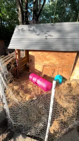 Good morning from Wonder Bunny & Waffles 🧡 Don’t judge the house I’m making for them . It’s a work I progress as is the yard space . But it will be bunny paradise soon