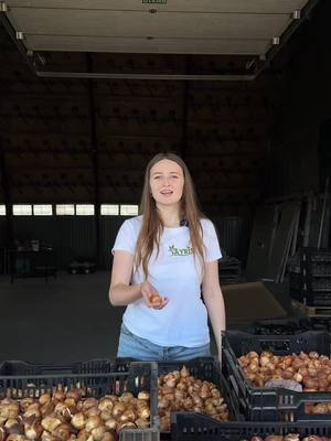 Велика колекція тюльпанів – знижки до -35%!Понад 200 унікальних сортів з Нідерландів!