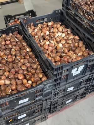 Велика колекція тюльпанів – знижки до -35%!Понад 200 унікальних сортів з Нідерландів!