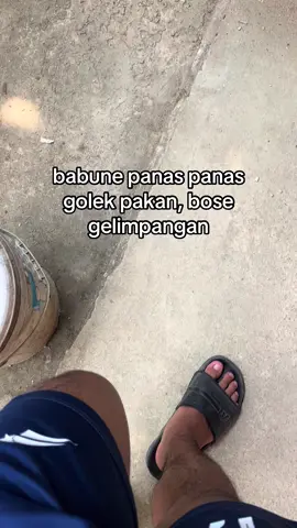 menyala boskuu#peternakmuda #peternakindonesia #kambing #xybca #fypシ゚ 