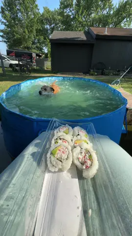 Clip from July ! 🤣 before our small pool busted at the seams from Sausages push offs and my overfilling 🤣 I overfilled it so be could actually swim instead of just hopping around because he wouldn’t stop eating the water!  No worries he didn’t have any avocado from this Philly roll ❤️🤣  #dogtok 