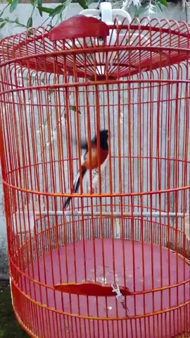 murai batu salam kicau mania #kicau 