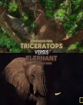 Triceratops.H vs A.Elephant #fypシ #triceratops #elephant #wis #debate 