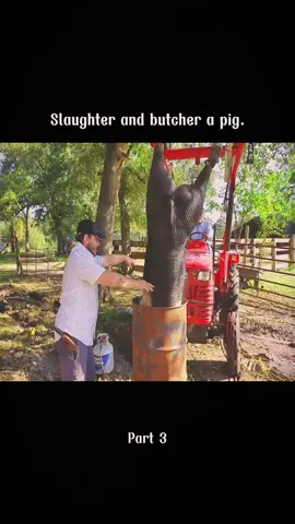 Slaughter and butcher a pig. #pig #Vlog #butcher #preparing #pig 
