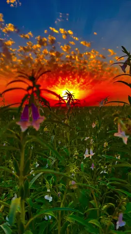 صم حنطة وسمرته 😪.                                     #ايهم           #متابعه #CapCut #capcut 