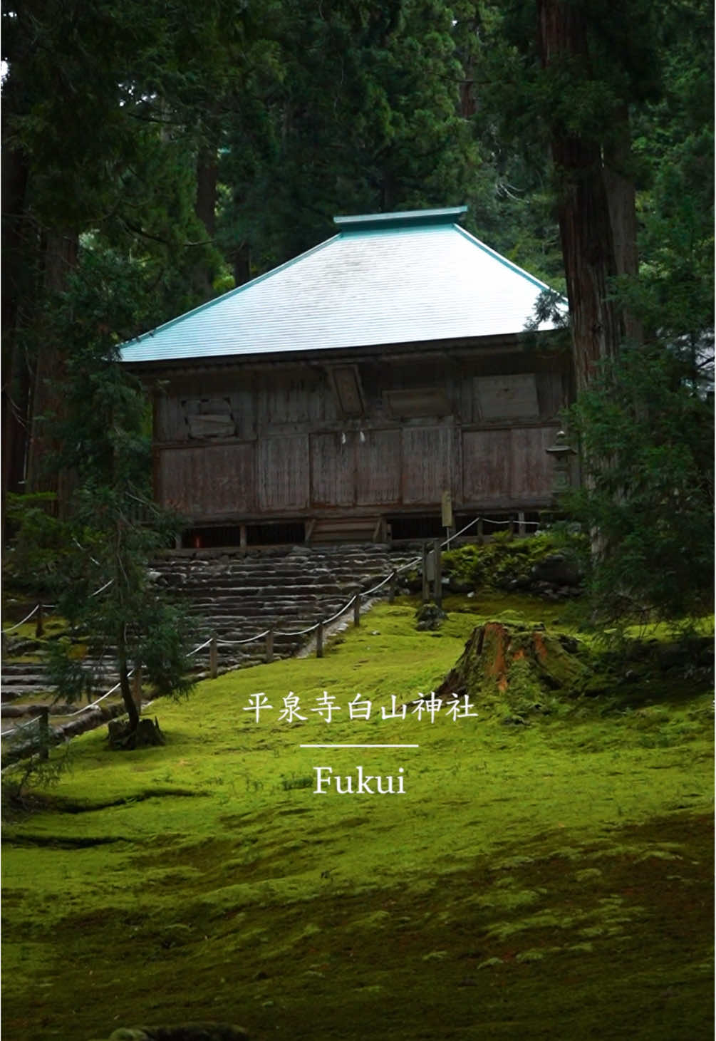 苔と緑に覆われた美しい神社⛩️ 異世界に迷い込んだみたい #平泉寺白山神社 #fukui #神社 #日本の風景　#japantrip