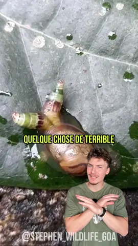 Le cercle infernal de l’escargot parasite 😳 #escargotzombie #escargot #parasite