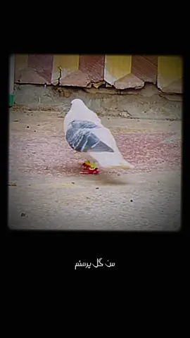 #CapCut #afghanpigeons #كفترافغاني #afghanistan #foryou 