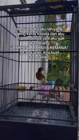 #muraisujud #fyp #muraibatumedan #murai #kicaumaniaindonesia #katakata #muraiborneo #kicaumania #storytime #storywa #xybca #xyzbcafypシ #setinganmuraibatu #muraitrotoljantan #trotoljahat 