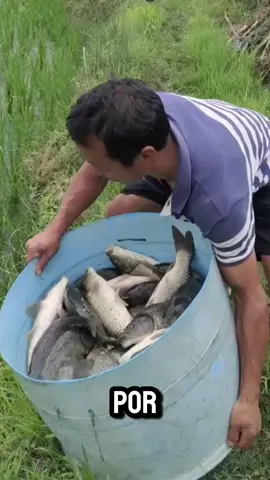 #agricultores #arroz #peixes #china 
