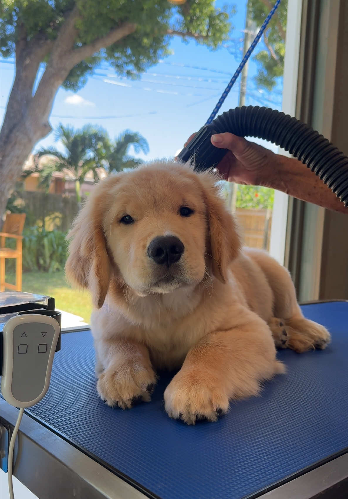 our Shayla is getting so big😭😭  #myshayla #goldenretrieverpuppy #goldenretrieverlife #puppygrowth #doggrooming 