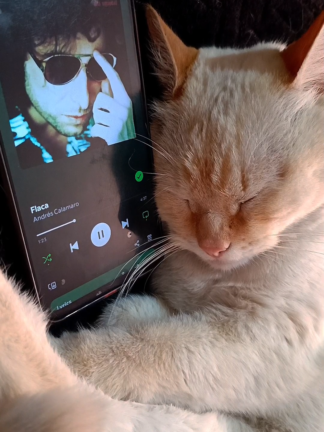 Black 31 | Andrés Calamaro - Flaca #andrescalamaro #flaca #gato #foryou #foryoupage 