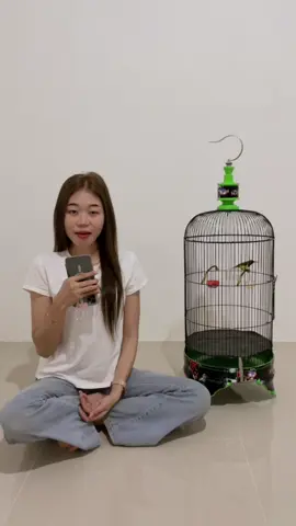 Gacoku anyar cah, info gantang 😁😁 #kicaumania #sogonmaniaindonesia #kicaumaniaindonesia #fyp #beranda 