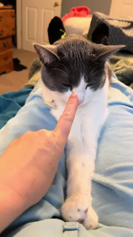 How did Miso do on this trend?  #cat #catsoftiktok #trend #tongue #fyp 