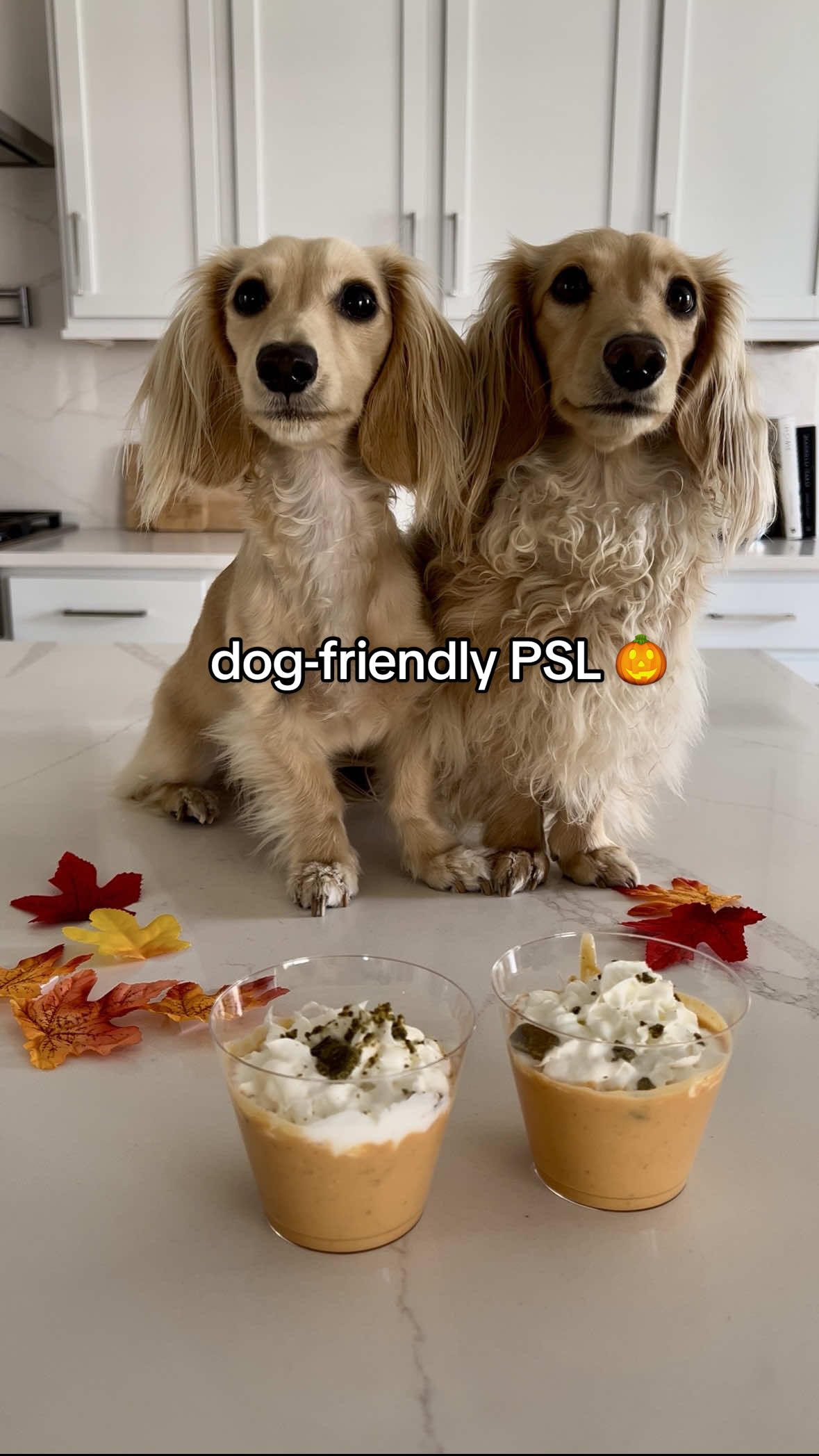 Dog-friendly PSL recipe 🎃🍂 1 cup goat milk  1 cup *pure* pumpkin  1/2 cup plain yogurt  Mix to desired consistency 🥣 Top with whipped cream and their favorite treats 🦴 Serve & enjoy 😋 Treat intake shouldn’t take up more than 10% of their daily diet, so drink in moderation!  #dog #dachshund #dachshundsoftiktok #dogsoftiktok #psl