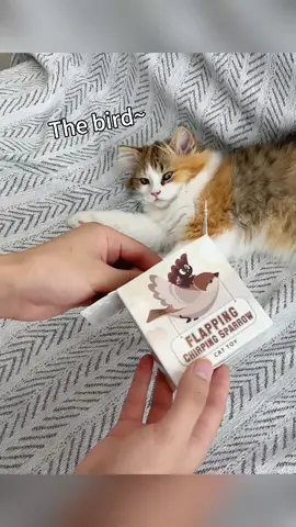 #cattoys #dealsforyoudays #catsoftiktok  #catlovers #cats 