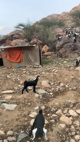 #مقسى_بالحارث 