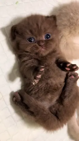 🌈🤎#cats #cute #catsoftiktok #kucinglucu 