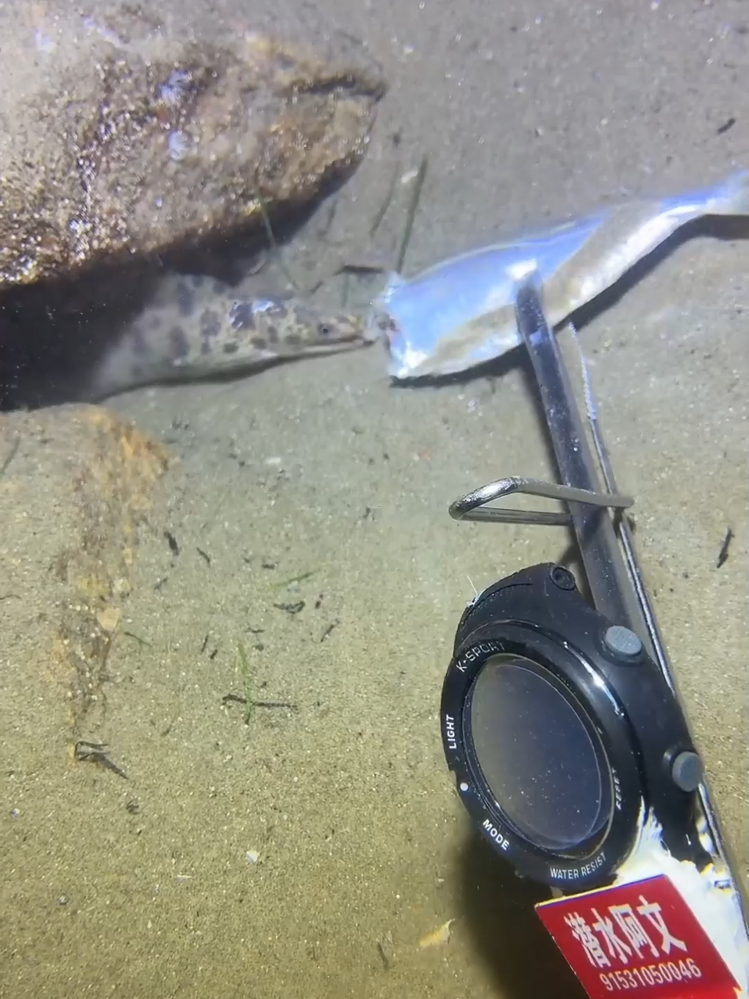 #fishing #eels #crab #diving #lobster #beach #deepsea #catchthesea #nature #sea