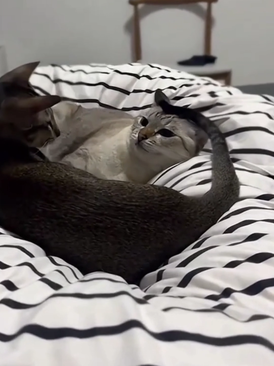 #cat #cute #catvideo #cutecat #funny 