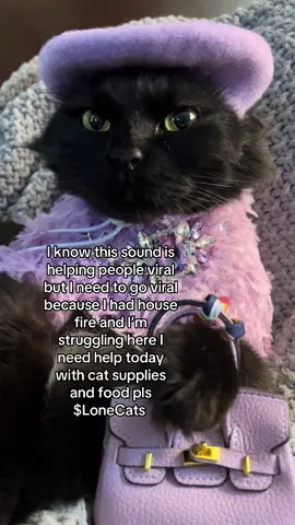 Will anyone help us? I’m struggling with my GoFundMe trying to raise funds and I need help today for food and cat supplies $LoneCats pls will anyone help us today make a donation to cash app #helpme #donationsneeded #fypシ゚viral #catsoftiktok #thedivakats 