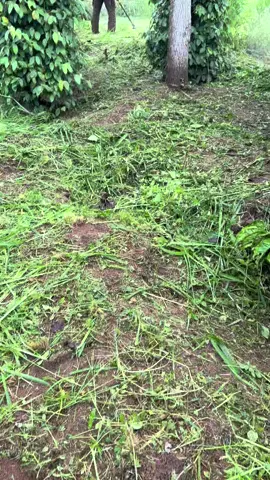 #xuhuongtiktok..biệt đội lính phát cỏ 🥰