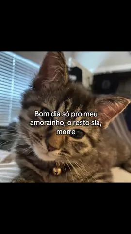 bom dia só pra ela #fyp #dedicate #gatos #ela 