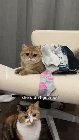 How many socks do you think we can stack?! 👀 #cat 