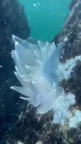 You Have to See This Rare & Amazing Sea Animal! #Animals #Nature 