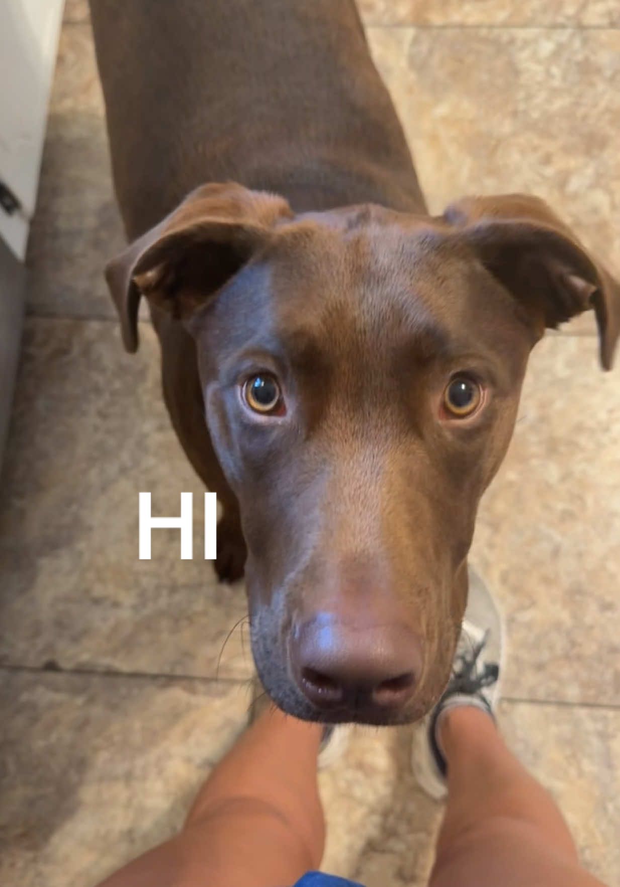 Zeke means business when it comes to his 24/7 attention need 🤓🙈🥺 #labrador #puppy #labsoftiktok #funny 