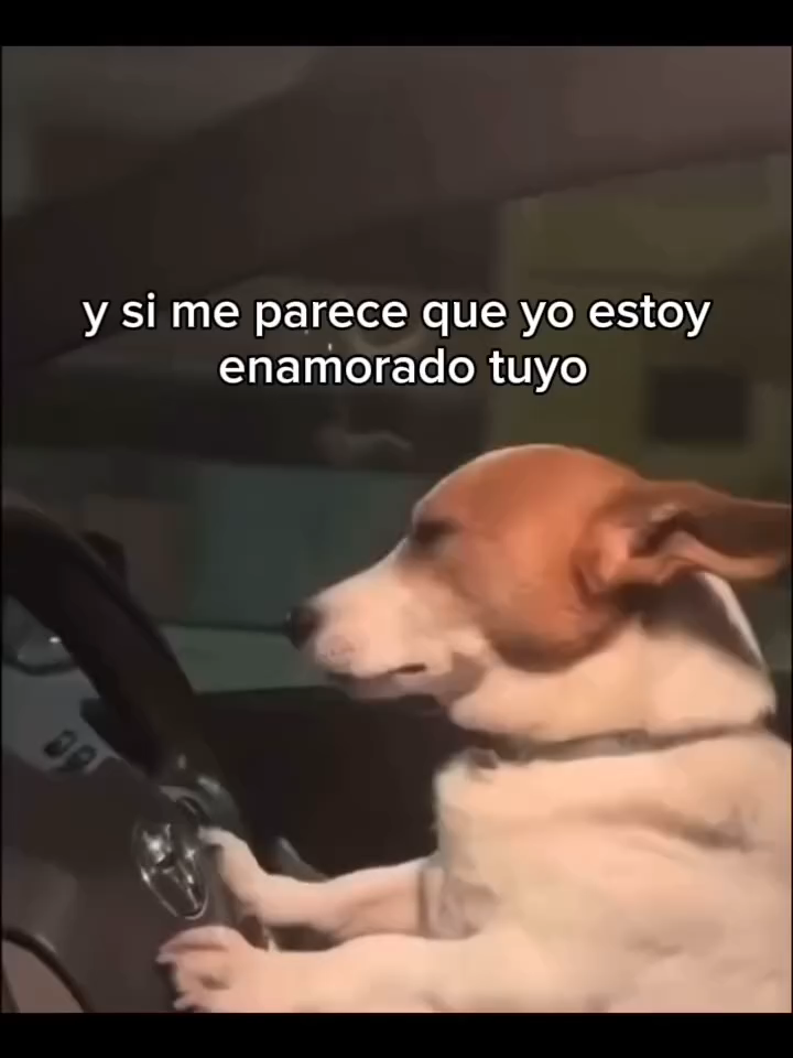 Pide tu canción favorita en los comentarios y no olvides seguir la página 🤙🏻  Canción: El cuarteto de Nos - Enamorado tuyo #perrito #perritochofer #rolitas #lyrics #viral #musica #daily #temazo #viralvideos #fyppp #elcuartetodenos