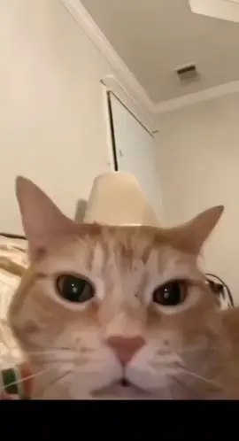 laughing cat😹 #dailymemes #catsoftiktok #cat 