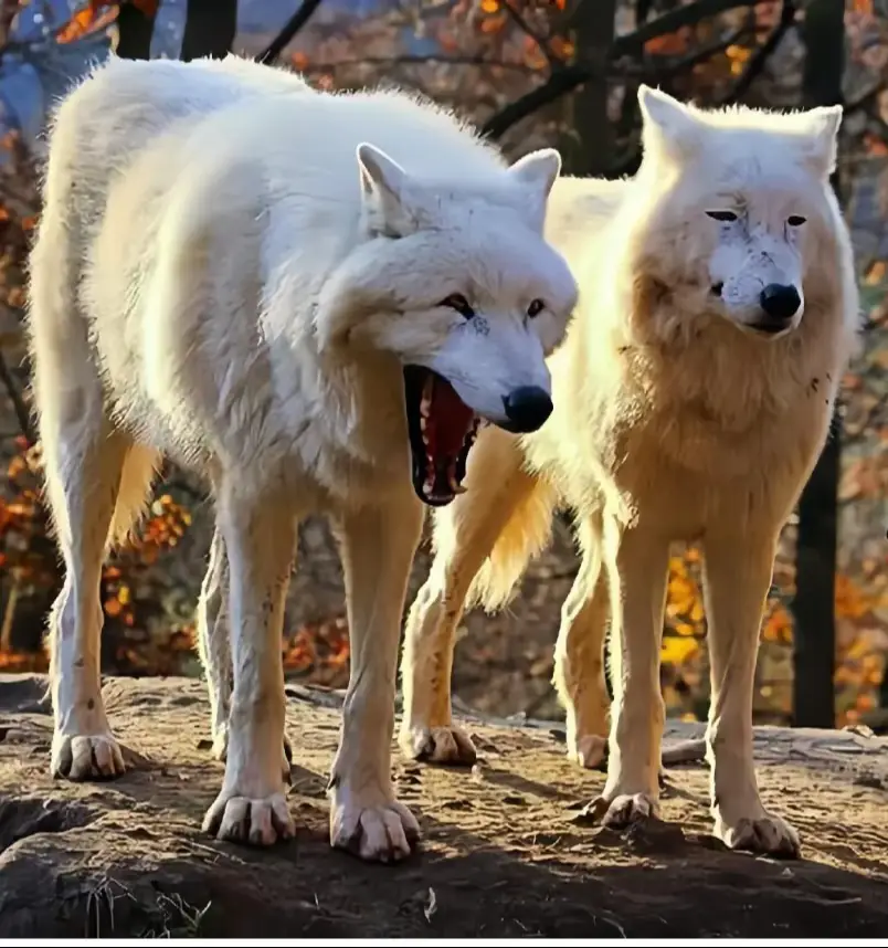 hãy kể 1 cặp có thể đánh tay đôi ngang kèo khi về late với anh em nhà Y đi.#xh #lol#yone#yasuo 