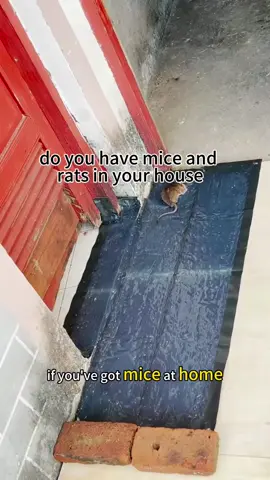 The magical carpet helps you get rid of the troubles caused by mice #TikTokShopBlackFriday #TikTokShopCyberMonday#mousedisaster #farm #ranch 