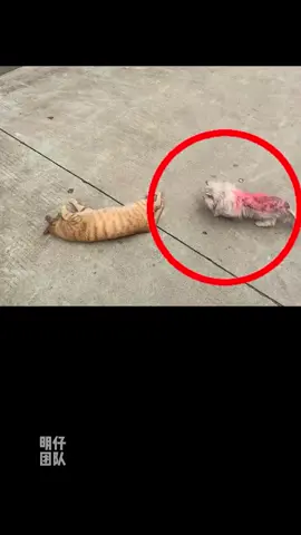 It took a minute to record an abandoned silver gradient. From illness to recovery to the current family return, the sweat of the past few months has been exchanged for today's beauty, and everything feels worth it.用一分鐘記錄了一隻被人拋棄的銀漸層，從病怏怏到康復再到如今的回歸家庭，這幾個月的汗水換來了今天的美好，一切都感到值得#明仔團隊 #流浪貓救助 #流浪貓領養#straycat #straycats #straycatsoftiktok 